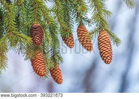 Green Spruce Branches With Needles And Many Cones In Winter. Many Cones On Spruce. Fir Tree. Backgro