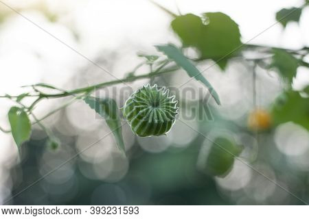 Indian Mallow, Chinese Bell Flower Or Country Mallow (abutilon Indicum) On Tree In The Garden Is A T