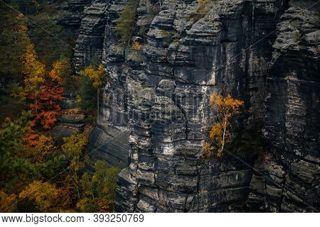 Conifer Trees On A Rock In Bohemian Switzerland National Park In Autumn, Scenic View Of The Cliff Wi