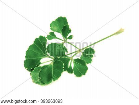 Leaf Of Polyscias Tree Isolated On White Background ,green Leaves Pattern