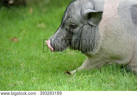 White And Gray Pig