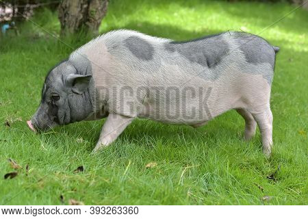 White And Gray Pig Against A Background Of Green Grass