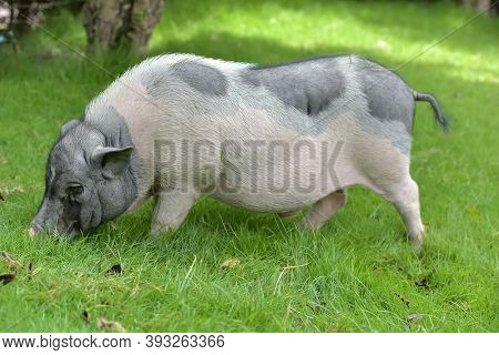 White And Gray Pig