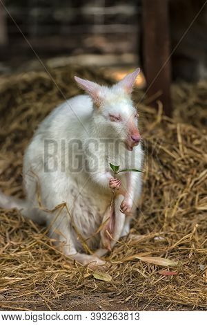 White Kangaroo Albino
