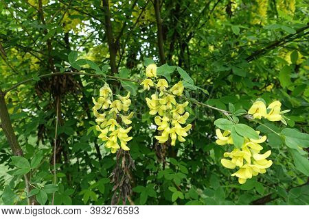 Several Yellow Panicles Of Flowers Of Laburnum Anagyroides In May