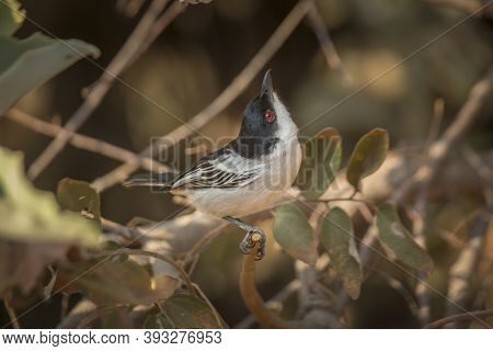 Black Backed Puffback Standing In A Shrub In Kruger National Park, South Africa ; Specie Dryoscopus 