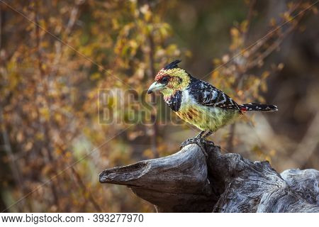 Crested Barbet Standing On A Log With Fall Colors Background In Kruger National Park, South Africa ;