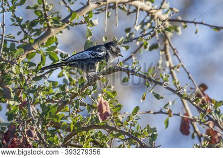 Southern Black Tit In A Shrub In Kruger National Park, South Africa ; Specie Melaniparus Niger Famil