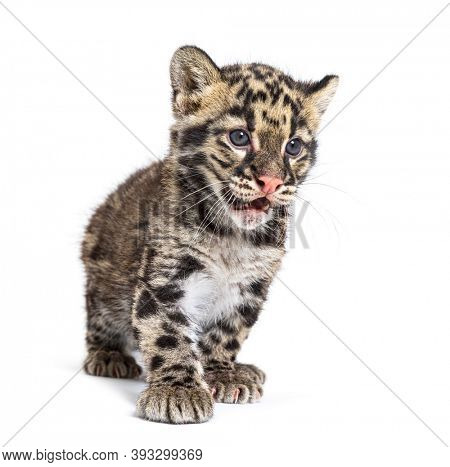 Clouded leopard cub, two months old, Neofelis nebulosa, isolated on white