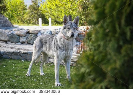 Portrait Of A Czechoslovakian Wolf Dog With A Leash Around His Neck Outdoor