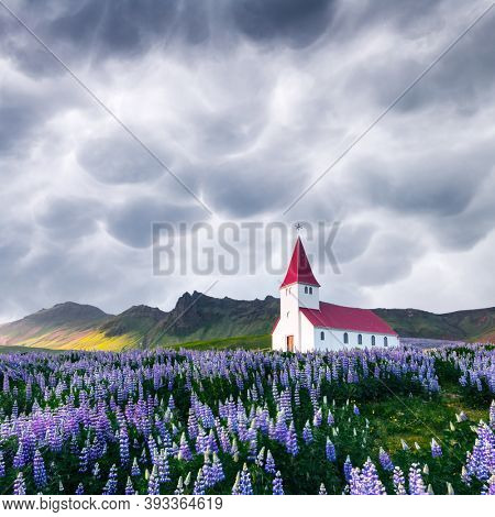 Lutheran Myrdal church surrounded by blooming lupine flowers, Vik, Iceland. Stormy sky with menacing mammatus clouds on background. Landscape photography
