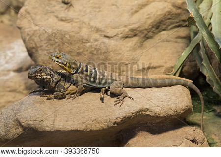 Common Chuckwalla (sauromalus Ater) And Baja Blue Rock Lizard (petrosaurus Thalassinus).