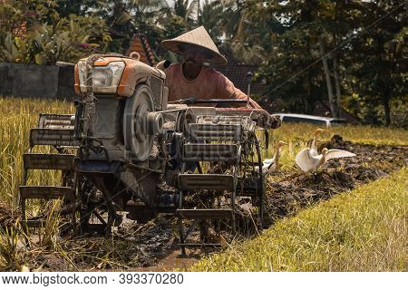 Balinese Farmer Working In The Rice Field, Indonesia, Ubud, Bali, 2019
