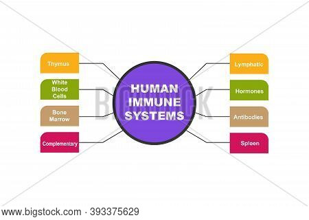 Diagram Of Human Immune Systems With Keywords. Eps 10 - Isolated On White Background
