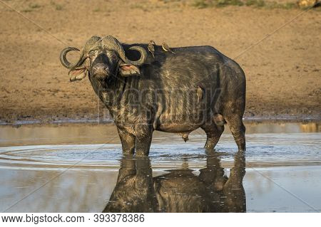 Male African Buffalo Standing In Water With Ox Peckers On Its Back In Golden Afternoon Light In Krug
