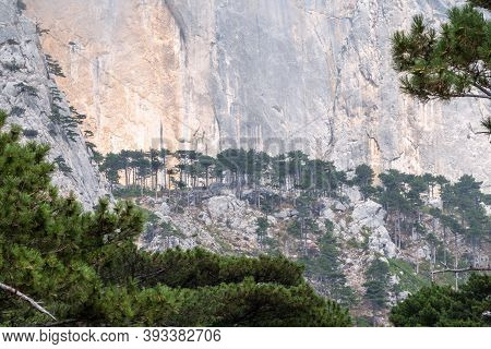 Detail Of A Steep Rocky Wall With Green Fir Trees In The Mountains. Steep Stones Of Big Rocky Mounta