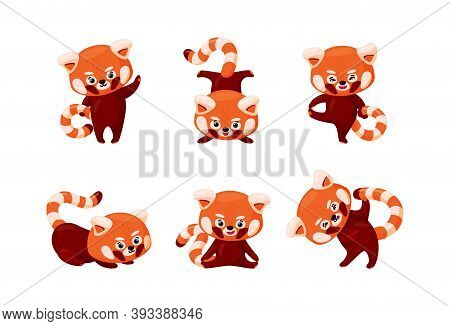 Red Panda Set. Cute Baby Red Pandas Stretching And Practicing Yoga. Baby Animals Doing Stratching Ex
