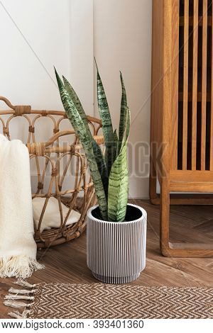 Snake plant in a gray plant pot on a wooden floor