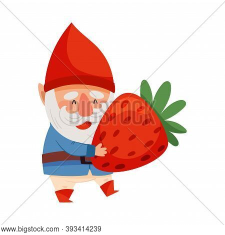 White Bearded Gnome Character With Red Pointed Hat Carrying Strawberry Vector Illustration