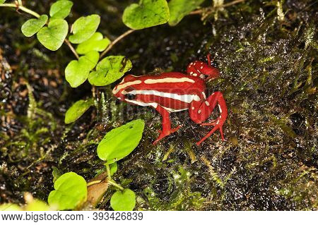 Phantasmal Poison Frog Epipedobates Tricolor, Adult Phantasmal Poison Frog Epipedobates Tricolor, Ad