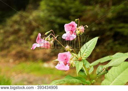 The Pink Flower Himalayan Balsam (impatiens Glandulifera) In The Forest