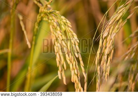 Paddy Crop In India. India Is One Of The Worlds Largest Producers Of Rice, Including White Rice And 