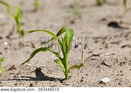 Young Corn Sprouts In The Spring Season, Closeup Green Corn In The Agricultural Field, Corn Grains A