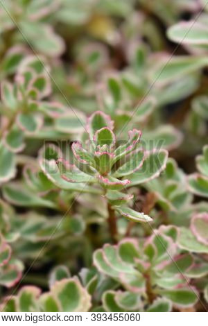 Stonecrop Tricolor - Latin Name - Sedum Spurium (phedimus Spurius) Tricolor
