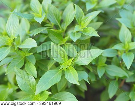 Sweet Basil Is Light Green With Wide Leaves While Thai Basil Has Purple Stems And Flowers And Spear-