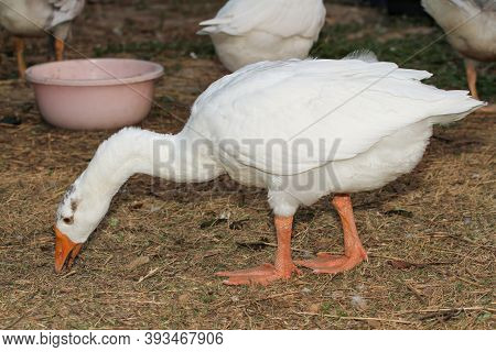 Duck Eating Grass On Ground In Garden