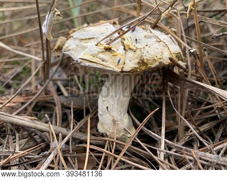 Toadstool Mushrooms On In The Autumn Deciduous Forest. Dangerous Mushroom Among The Leaves In The Pa