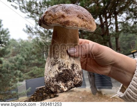 Edible Mushroom In The Autumn Deciduous Forest. Edible Mushrooms Among The Leaves In The Park. Conce