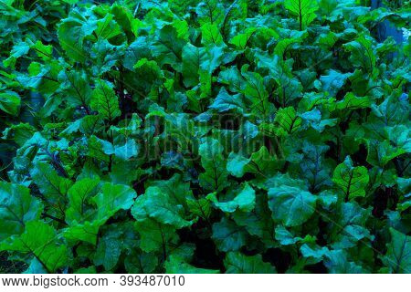 Dark Blue Leaves Background. Beetroot Bright Leaf. A Bed Of Vegetables In The Garden. Foliage Of Bee