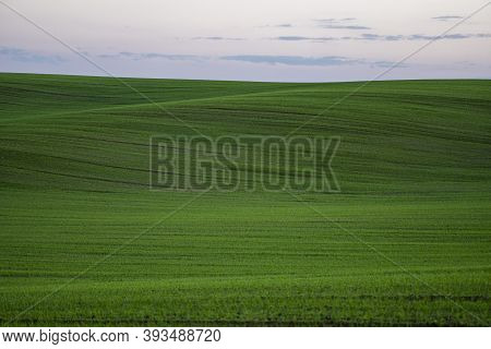 Landscape Young Wheat Seedlings Growing In A Field. Green Wheat Growing In Soil. Close Up On Sprouti