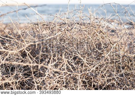 Closeup Leafless Barren Thorny Bush With Tangled Branches, Dry Dead Plant With Thorns On Branches In