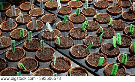 Many Various Seeds Cultivation Of Vegetables With Little Planting Date Lablel In Black Nursery Trays