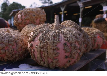 Ugly, Warty Pumpkins At The Produce Stand