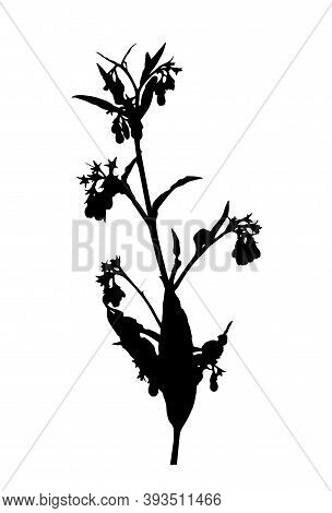 Vector Comfrey (symphytum Officinale) Silhouette Isolated On White Background