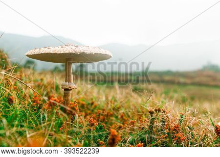 Macrolepiota Procera. Lepiota Procera Mushroom Growing In Grass. Beauty With Long Slim Leg With Slid