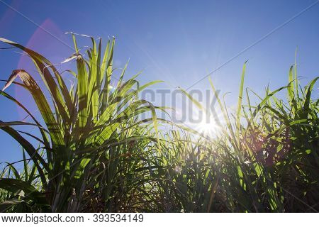 Sugarcane Plantation Field Aerial View With Sun Light. Agricultural Industrial. Sugarcane Is A Grass
