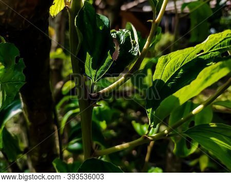 Ziziphus Mauritiana, Also Known As Indian Plum, Indian Jujube, Is A Tropical Fruit Tree Species Belo