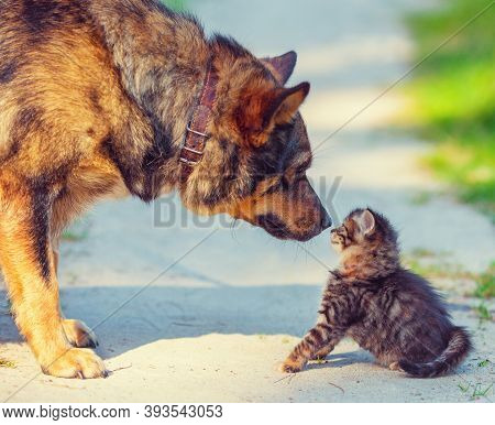 Big Dog And Little Stray Kitten Meeting Outdoors