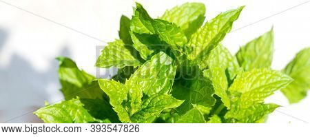 Harvesting Bunch Of Fresh Mint Leaves In The Garden