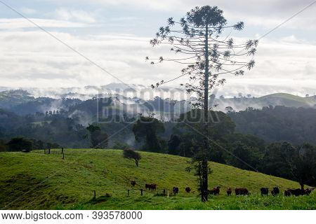 Atherton Tablelands On A Misty Morning In Australia
