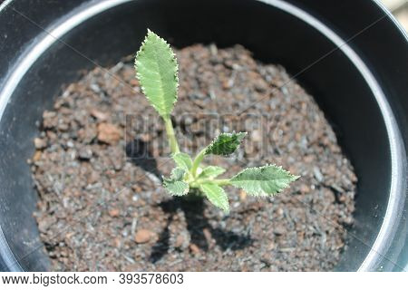 Dorstenia Crispa Plant In A Black Pot In The Yard