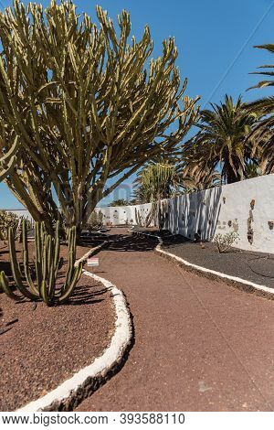 Antigua, Fuerteventura, Spain : 2020 October 4 : Cactus In The Garden Of The Museo Del Queso Majorer