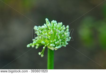 Close Up Of An Alium Gigantium Flower Head Alium Flower With Dandelion Flower Structure. Macro. Soft