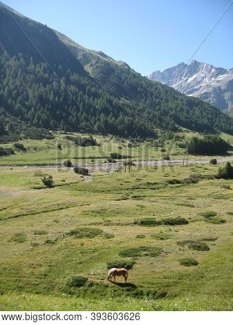 A Graceful Horse Grazes On Lush Green Grass Against The Backdrop Of The Majestic Alpine Mountains.