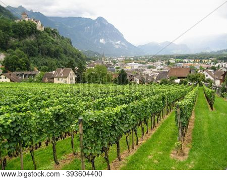 Bright Green Vineyards Spread Out Against A Backdrop Of Dark Mountains And Blue Skies. Foreground