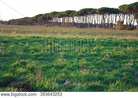 Many Green Pine Trees In A Row On The Avenue Road In The Countryside Of Nature In Tuscany